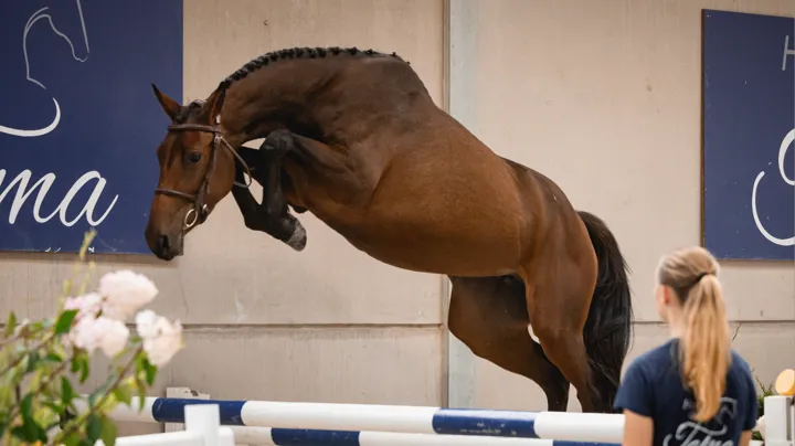 Talma Auction