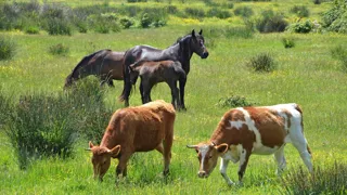 Les prairies mixtes, partagées entre des chevaux et des vaches, permettent de diluer la pression parasitaire.