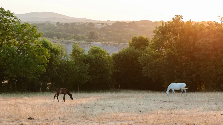 Elever des chevaux sans herbe est tout sauf idéal. 
