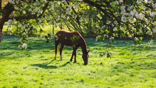 Un cheval de sport peut-il tirer bénéfice à vivre en pâture tout en concourant au plus haut niveau ?