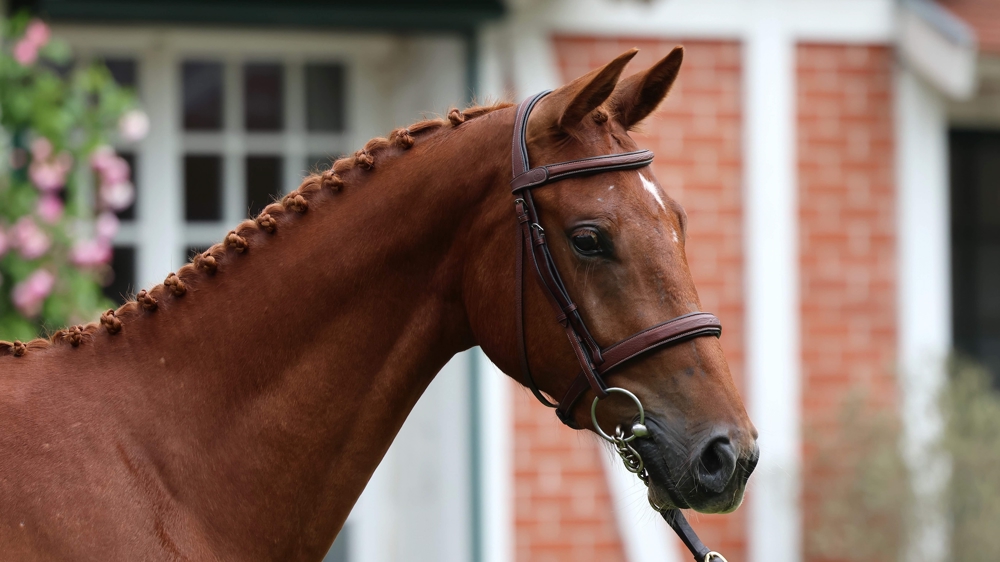 Première vente d’élevage Paillot Equestrian