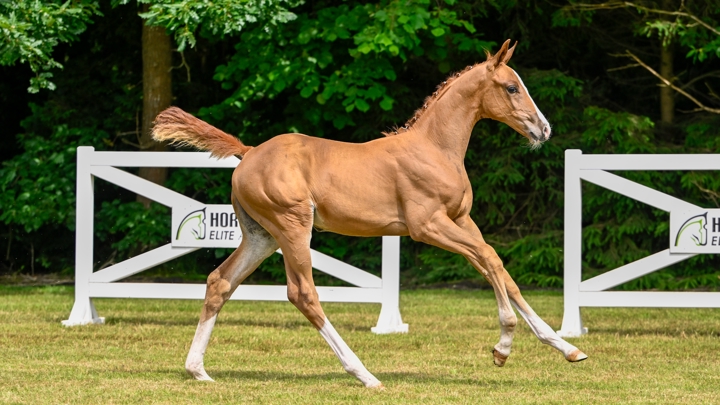 Découvrez les meilleurs chevaux de Belgique lors de la vente aux enchères Horseman Elite