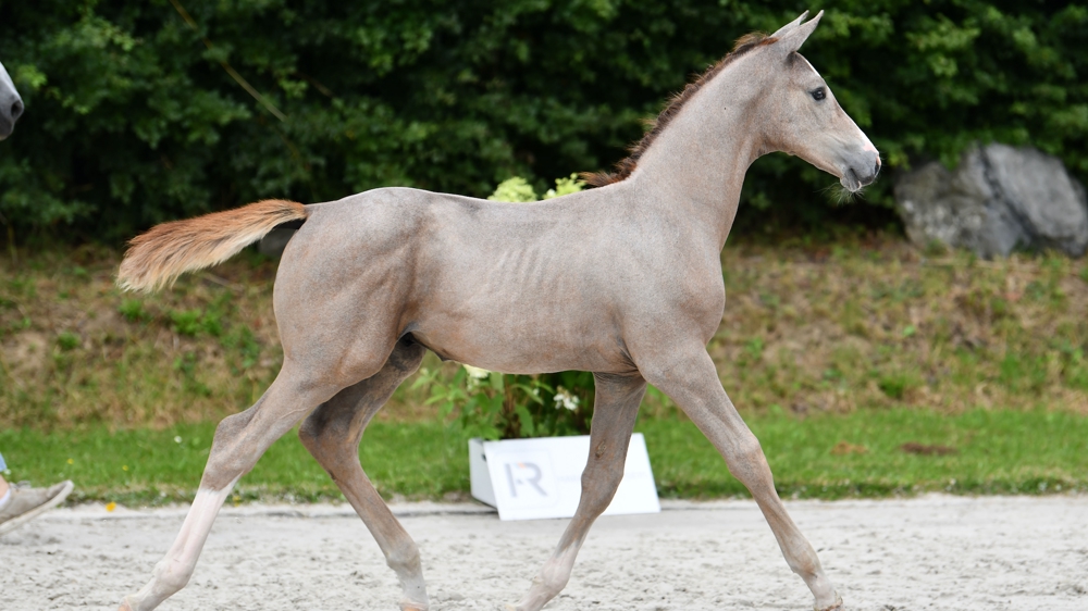 Haras des Rosiers - Elite Foal Auction !