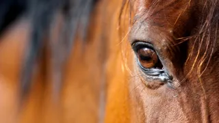 Que sait-on vraiment de ce que ressentent les chevaux de sport ?