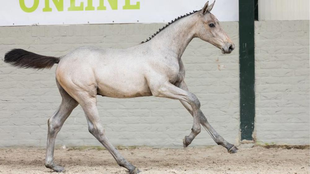 Une sélection haut de gamme de poulains de jumping aux lignées prestigieuses