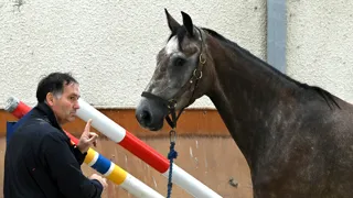 En trente ans d’expérience et d’observation des jeunes chevaux, Éric Livenais a acquis une expertise que sollicitent nombre d’organisations au sein de la filière.
