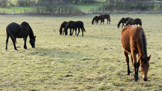 Dans les prairies de la Meuse, les chevaux pâturent au cœur d’un paysage façonné par l’élevage et la ruralité.