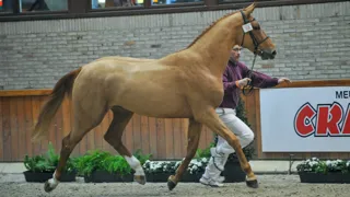 Ici au CSIO 5* de La Baule avec la Suédoise Andersson Petronella, Odina van Klapscheut est l’un des meilleurs produits d’I Am Moerhoeve’s Star.