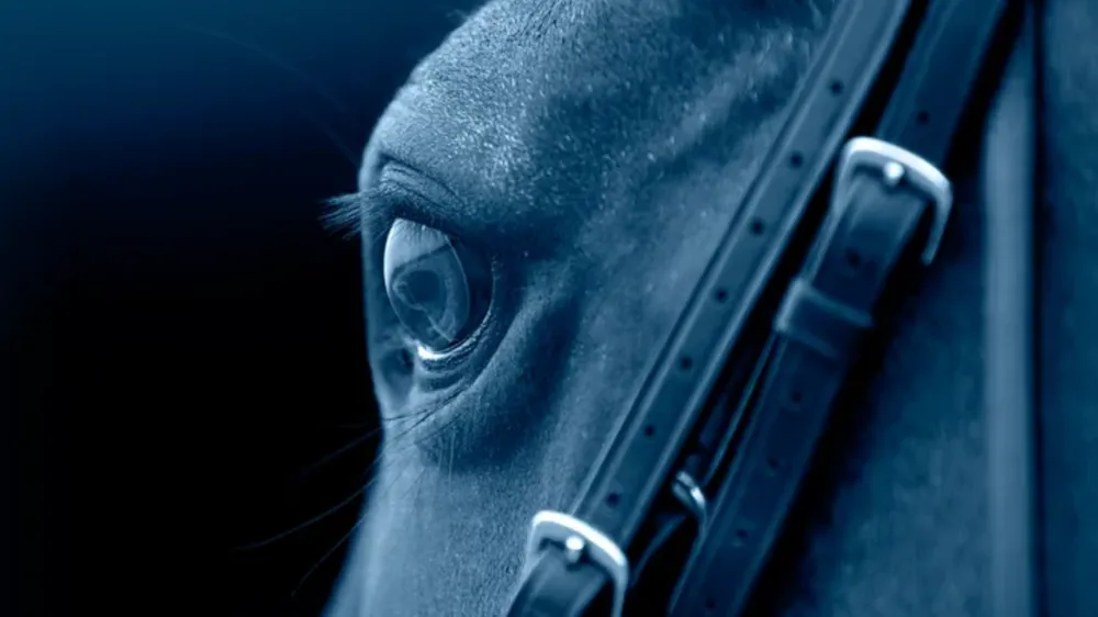 Destrier dévoile sa nouvelle gamme, conçue pour accompagner chaque cheval au quotidien.