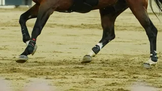 La FEI assure prendre cette affaire très au sérieux.