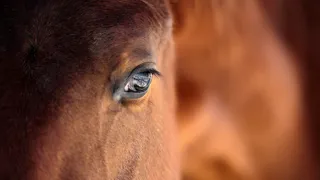 Un cheval immobile, dont l’attitude et l’inactivité prolongée peuvent parfois être associées à des signaux de mal-être nécessitant une observation attentive.