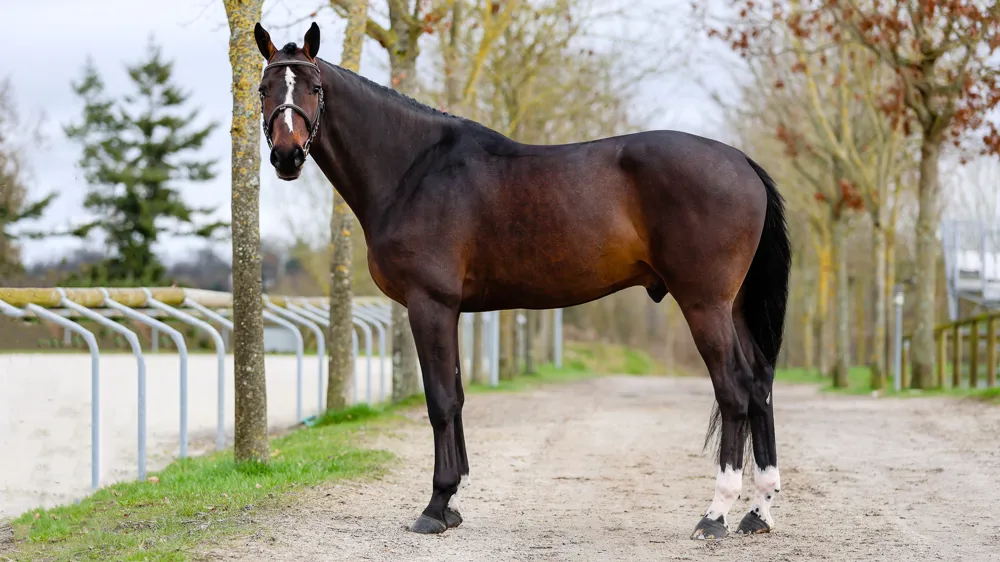Le séduisant Larimar'Quill a pris la pause pour quelques photos, en février, à Saint-Lô.