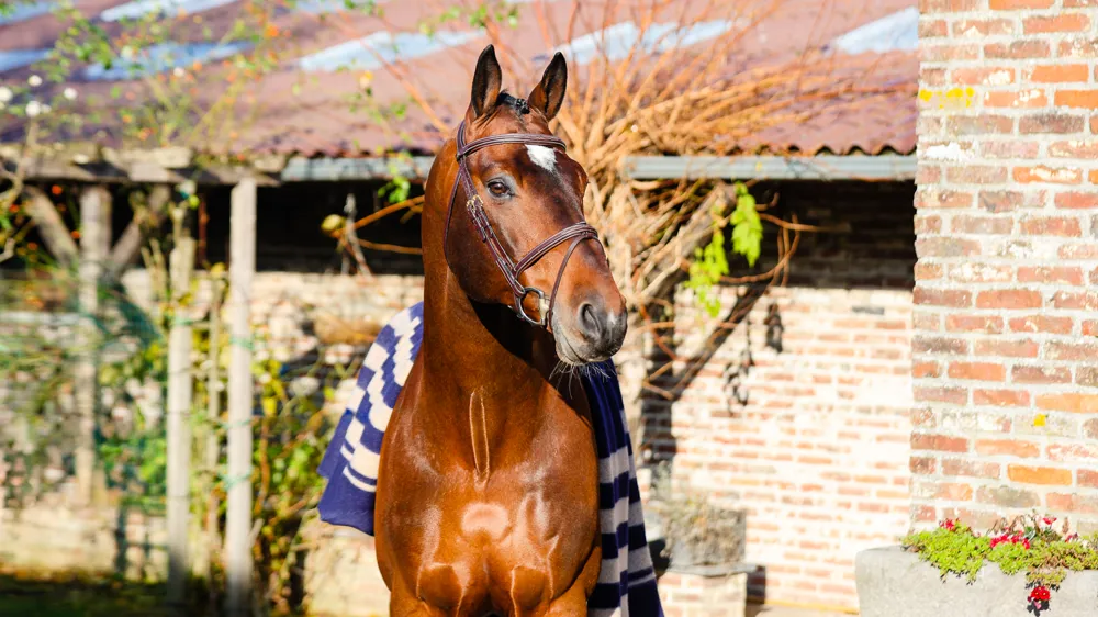 À l'aube de ses douze ans, Touardo Blue s'apprête à écrire les plus belles pages de son histoire.