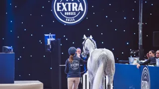 Les ventes Extra Horses ont elles aussi leur lot de souvenirs marquants.